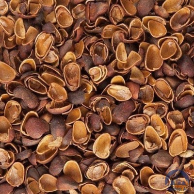 Скорлупа Кедрового Ореха (Barus Nut Shell) купить в Вологде